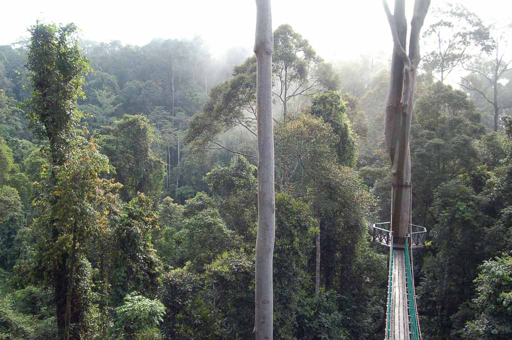 Belian ironwood coffins, Coffin Cliff — Danum Valley