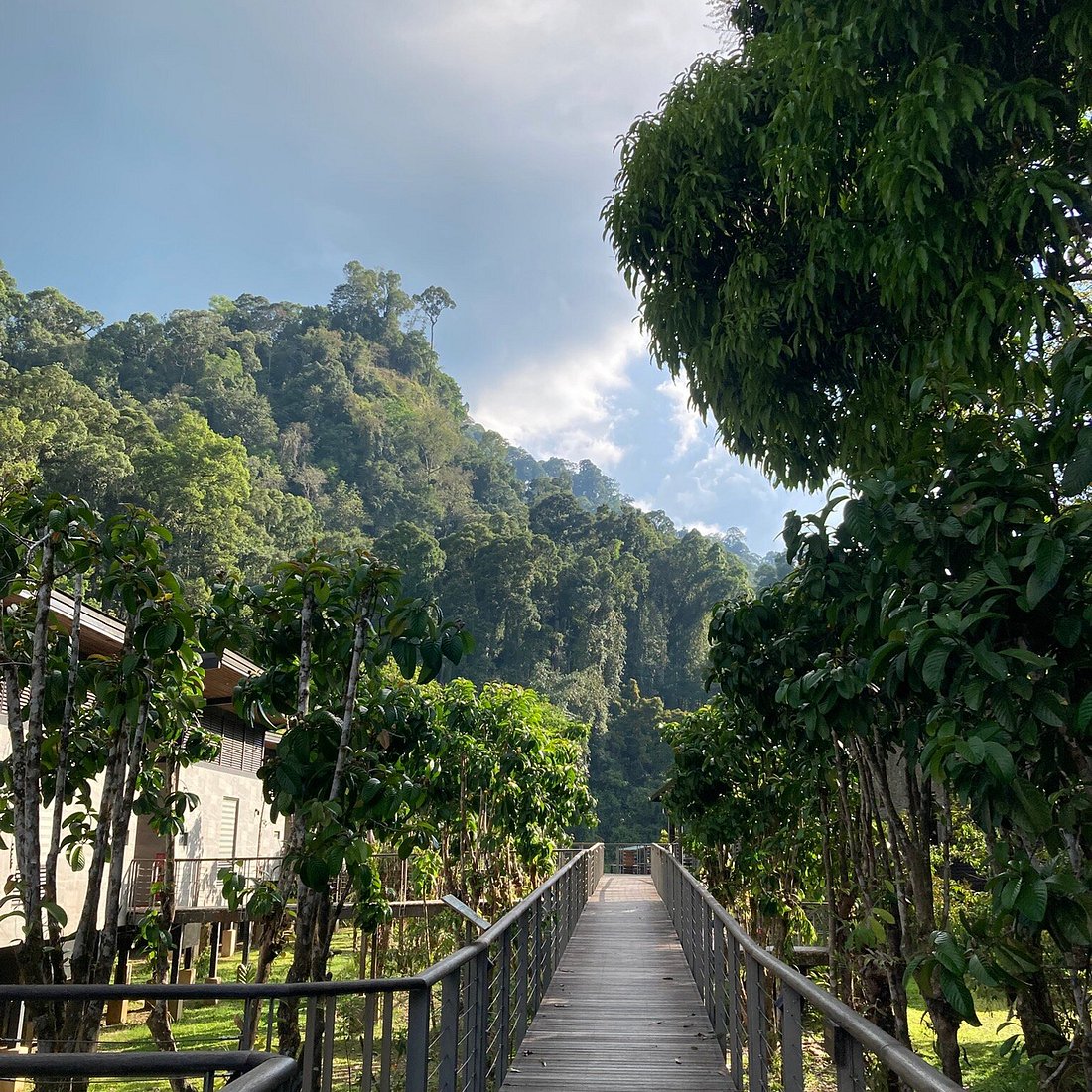 Boardwalk section through primary forest — Danum Valley