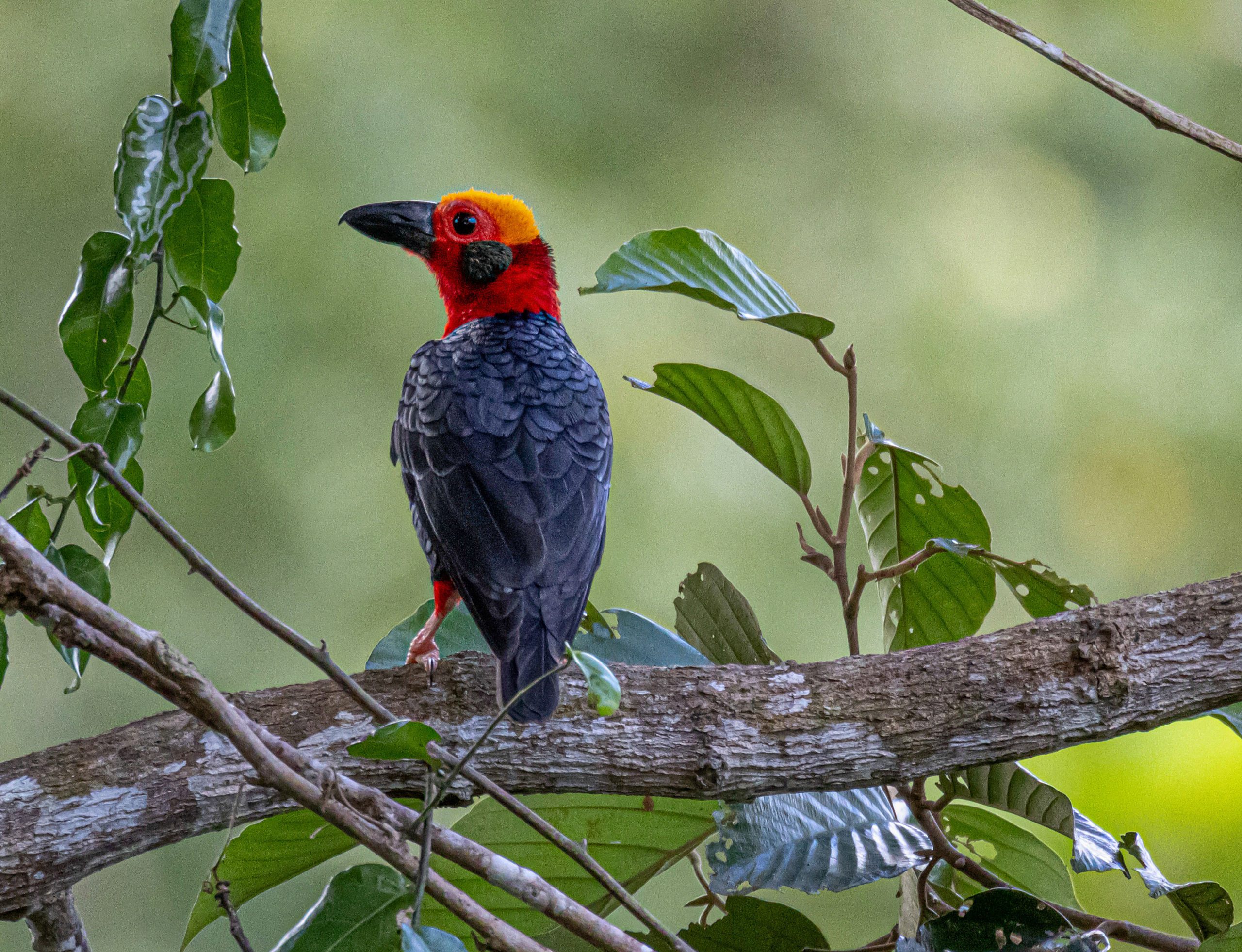 Bornean bristlehead in the canopy — Danum Valley