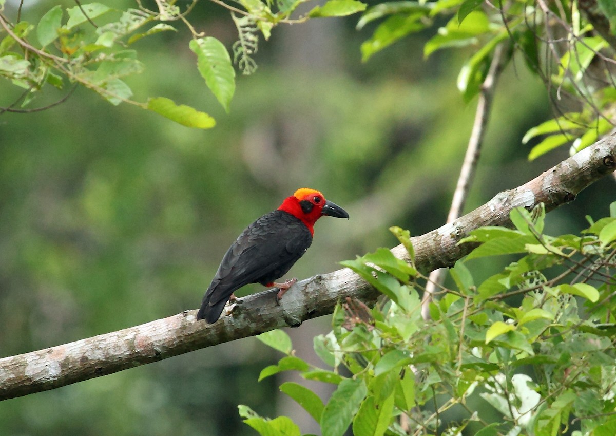 Bornean Bristlehead — Danum Valley, Sabah