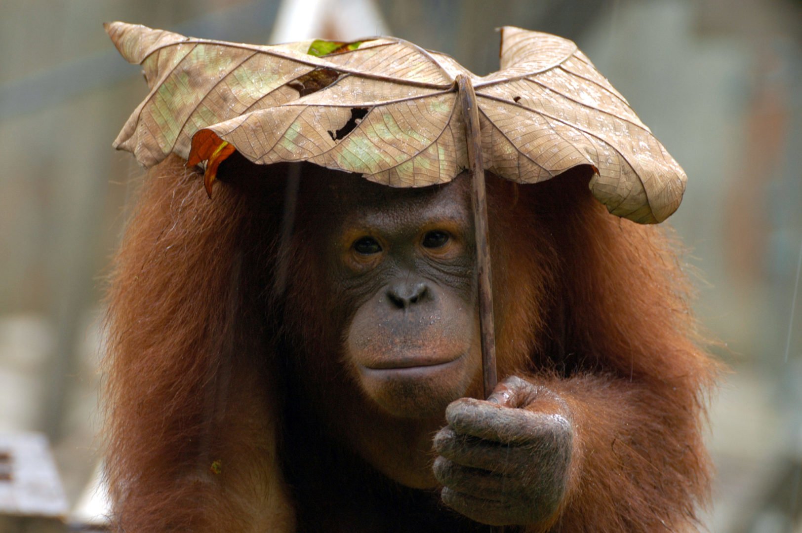 Bornean Orangutan — Danum Valley, Sabah