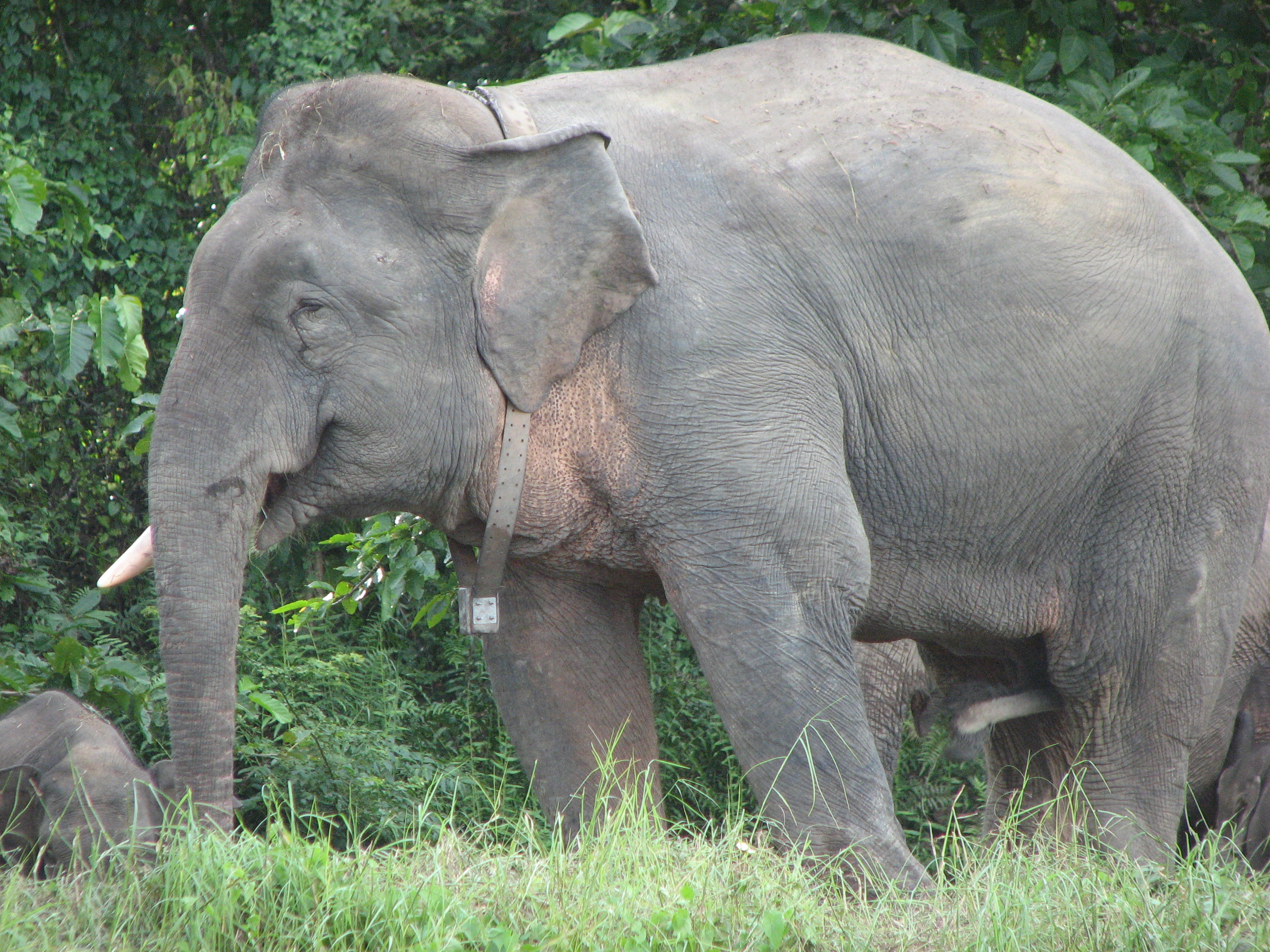 Bornean Pygmy Elephant — Danum Valley, Sabah