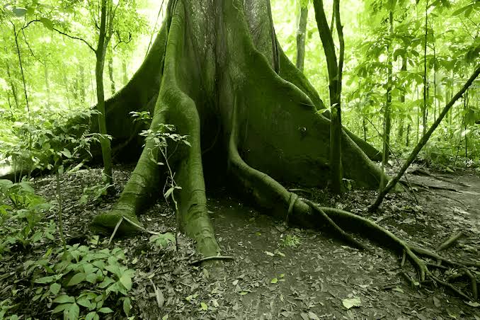 Buttress roots of an emergent dipterocarp — Danum Valley