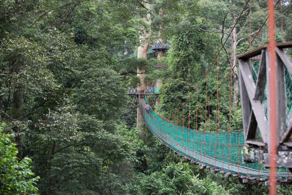 Canopy walkway at dawn, Danum Valley