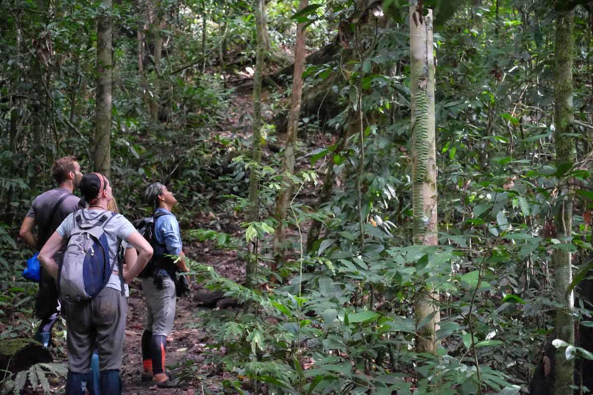 Child looking through binoculars on a forest trail — Danum Valley