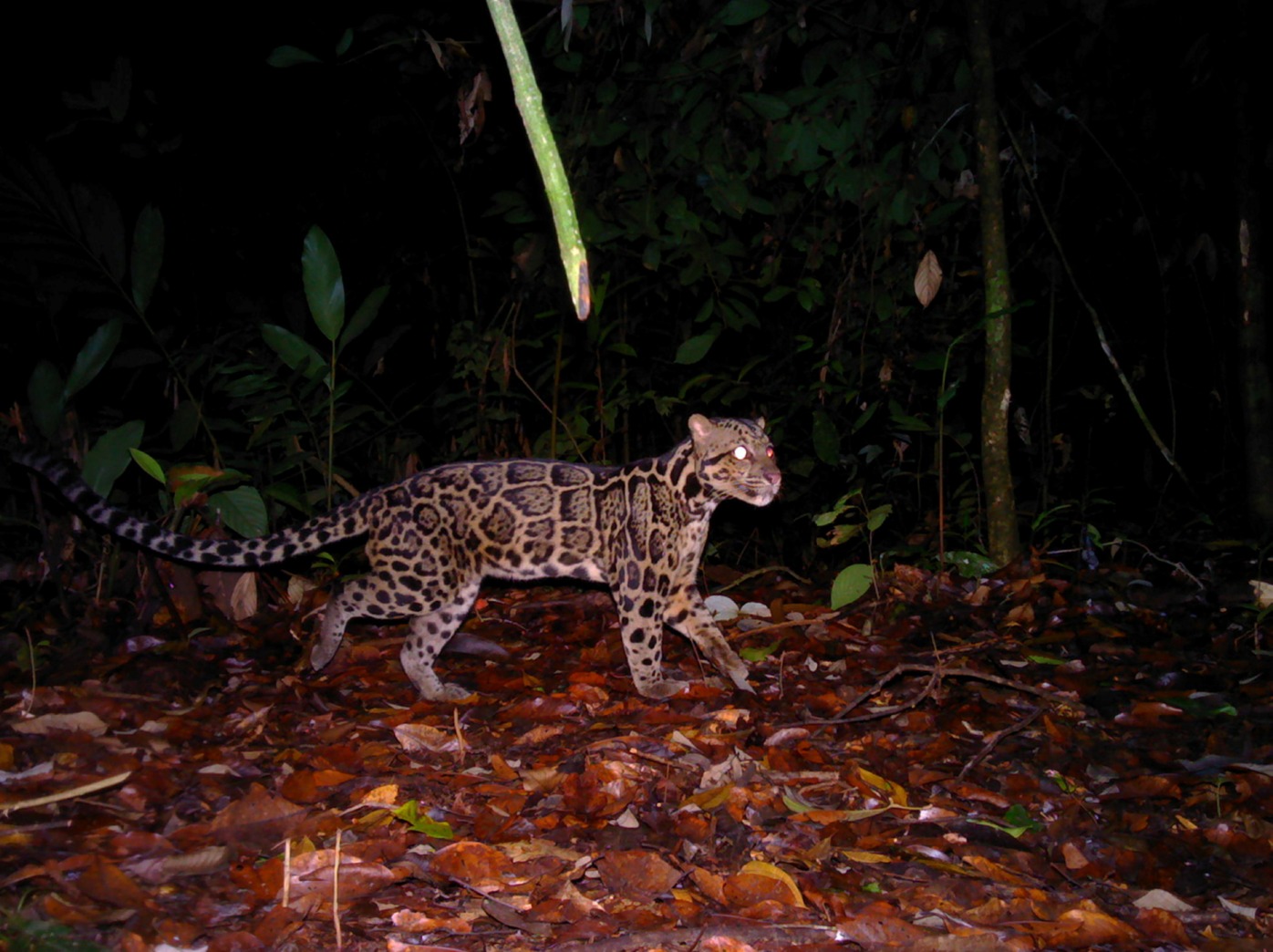 Clouded leopard caught in a spotlight at night — Danum Valley