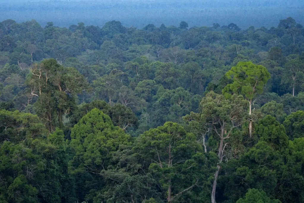 Coffin Cliff and the Viewpoint — Danum Valley, Sabah