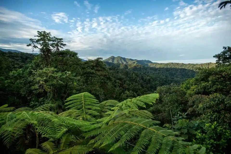 Comparison of rainforest landscapes — Danum Valley