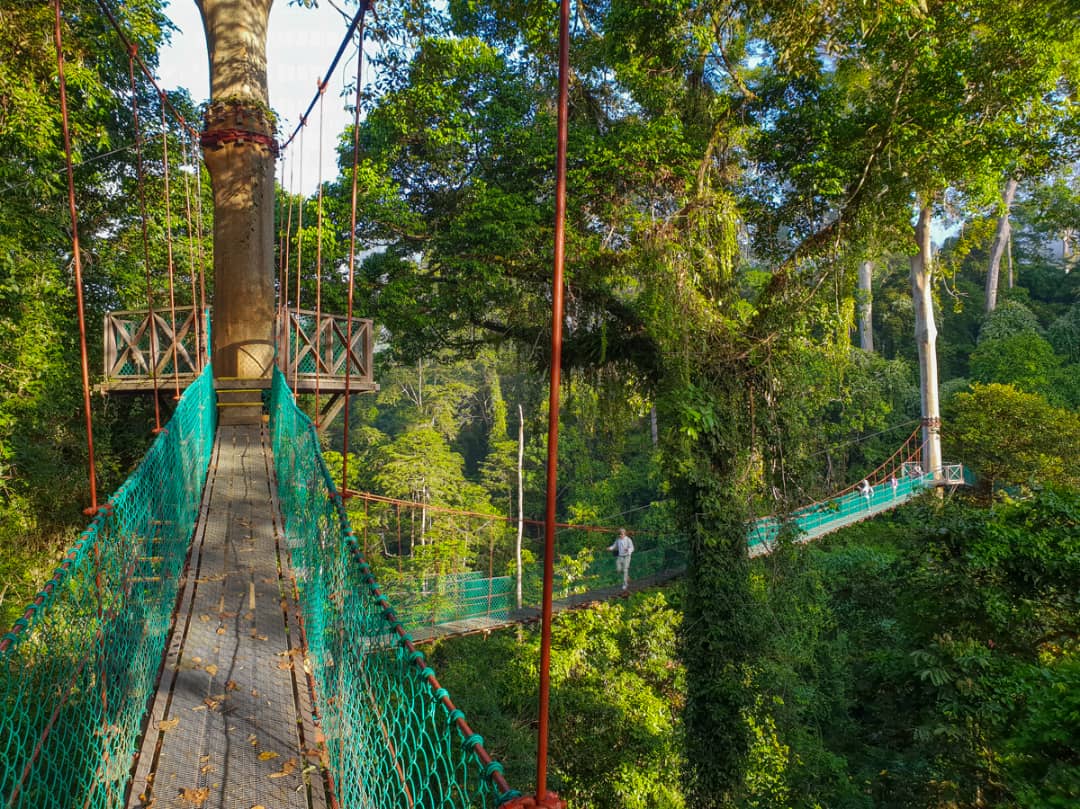 Canopy walkway at dawn, Danum Valley
