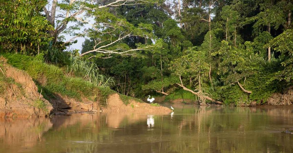 Danum Valley vs Kinabatangan — Danum Valley, Sabah