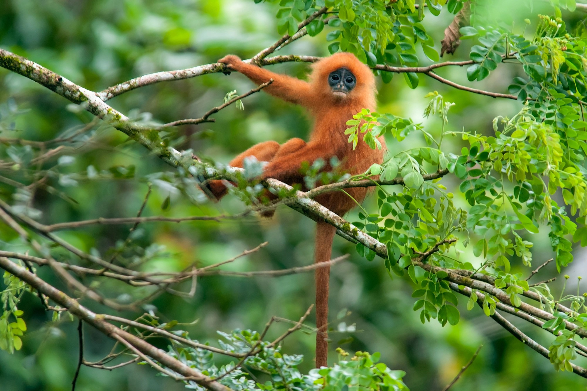 Danum Valley wildlife guide — Danum Valley, Sabah