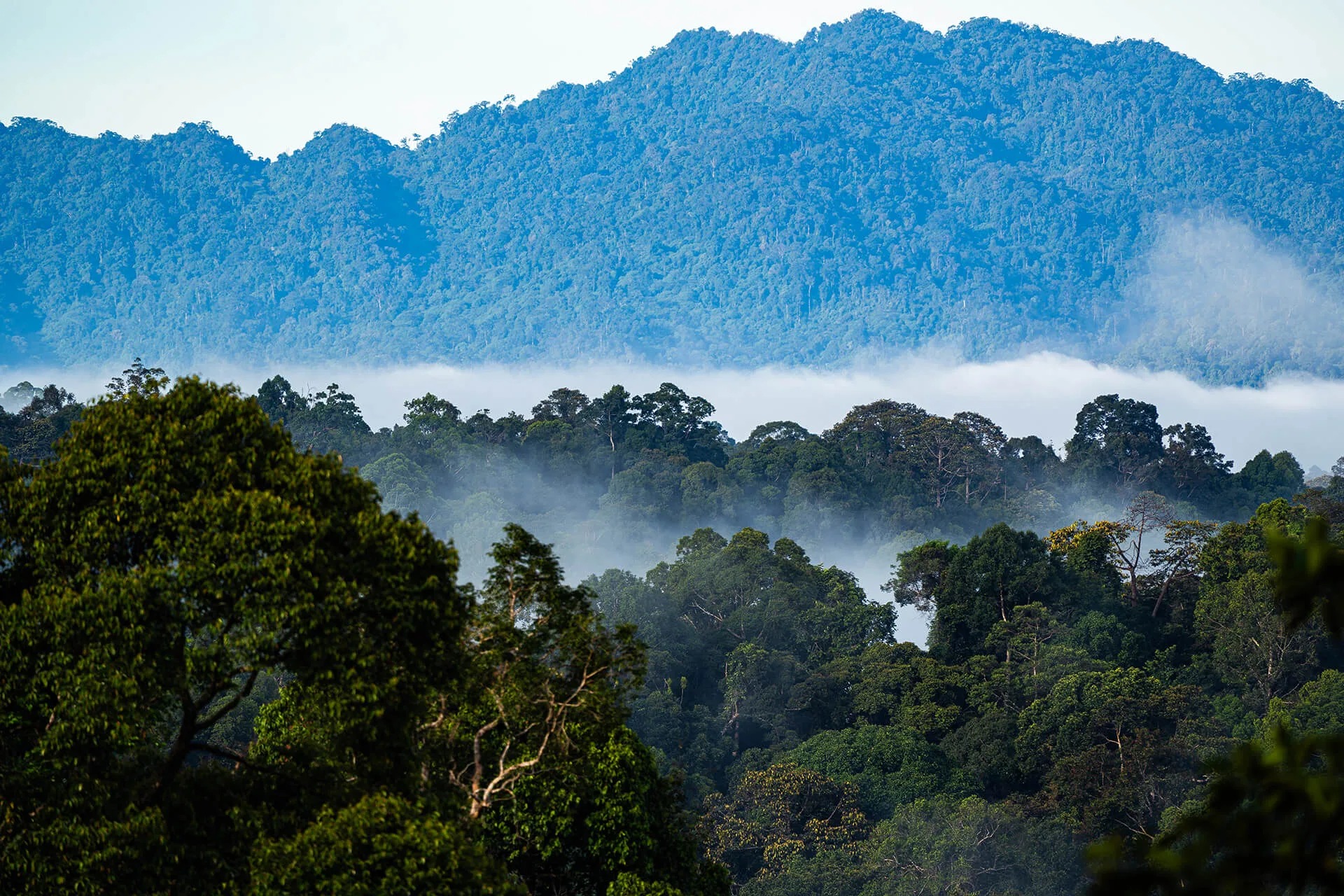 Dawn mist over the Danum River