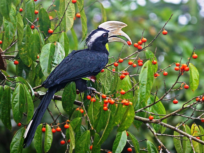 Hornbills feeding in a fruiting fig tree — Danum Valley