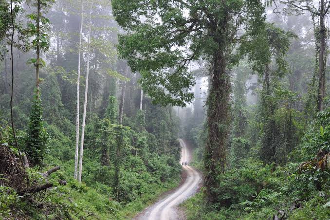 How to get to Danum Valley — Danum Valley, Sabah