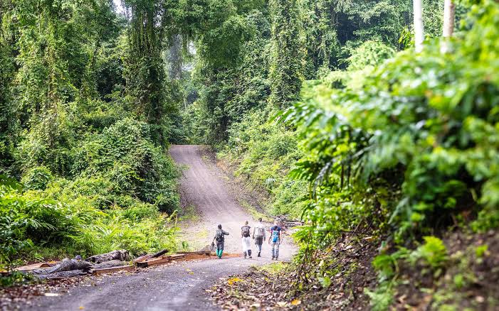 Long gravel road through the forest reserve — Danum Valley