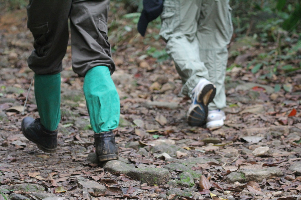 Long trousers and leech socks on a forest trail — Danum Valley