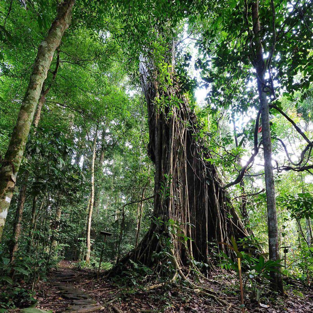 Looking up the trunk of a giant dipterocarp — Danum Valley
