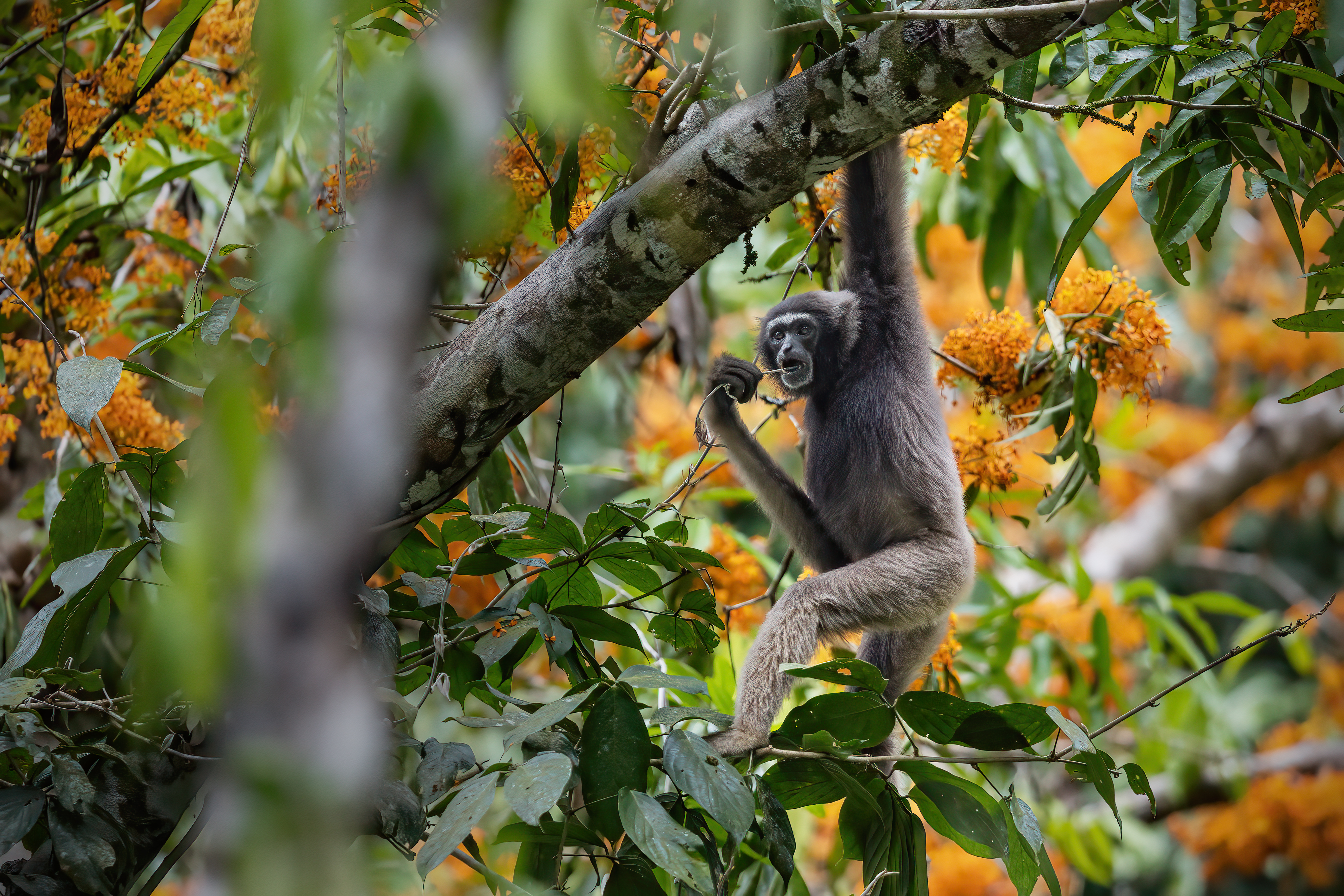 Müller's gibbon high in the canopy — Danum Valley