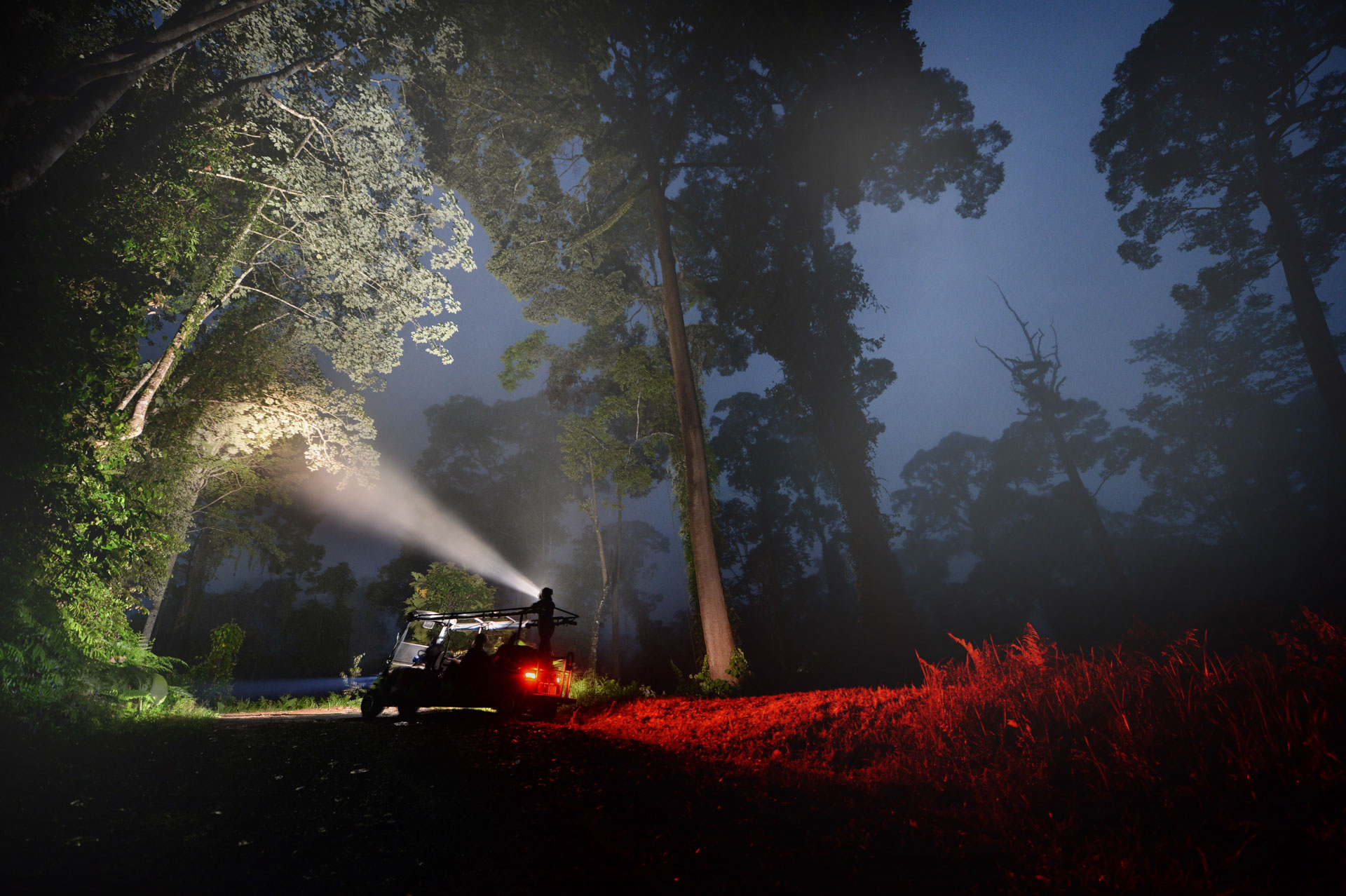 Night safari vehicle spotlighting a forest road — Danum Valley