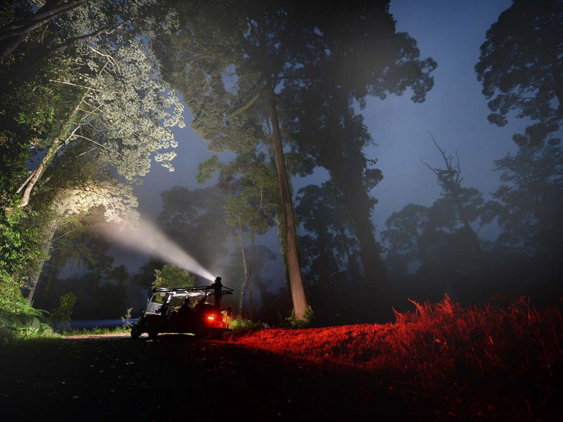Night safari — Danum Valley, Sabah