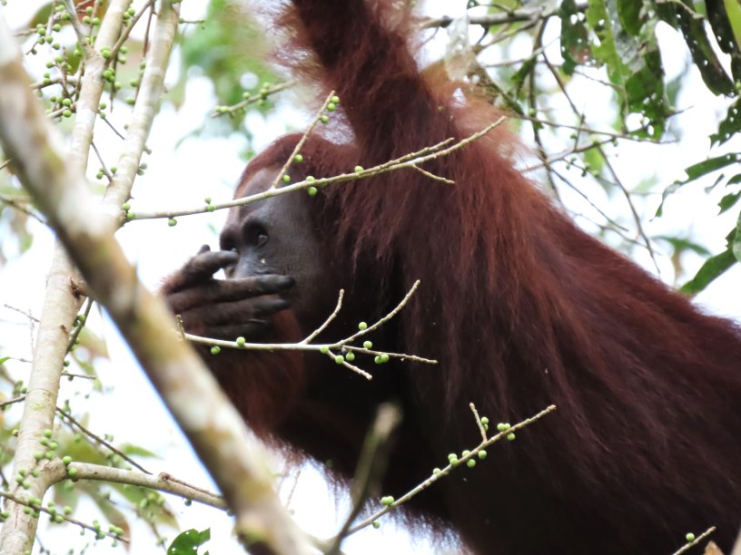Orangutan feeding in fruiting ficus tree — Danum Valley