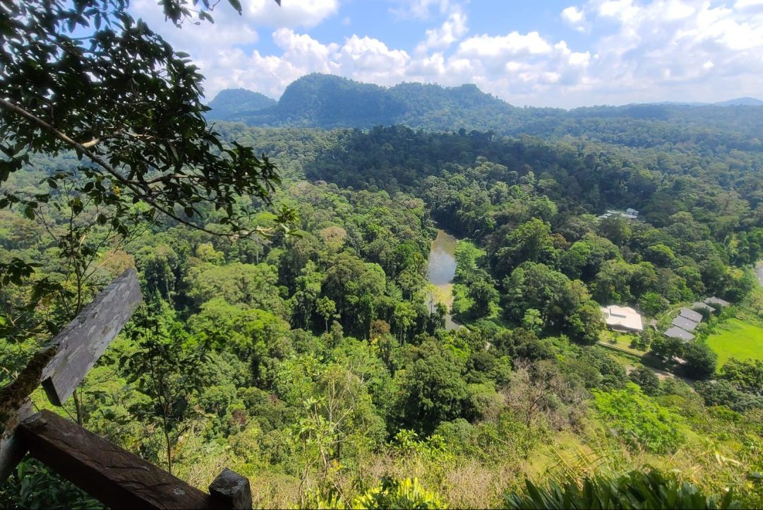 Panoramic view over the Danum River from the Viewpoint
