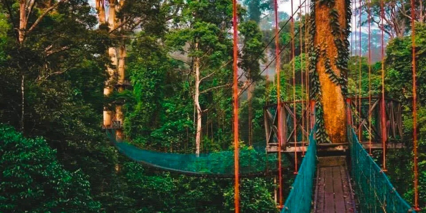 Primary canopy, Danum Valley