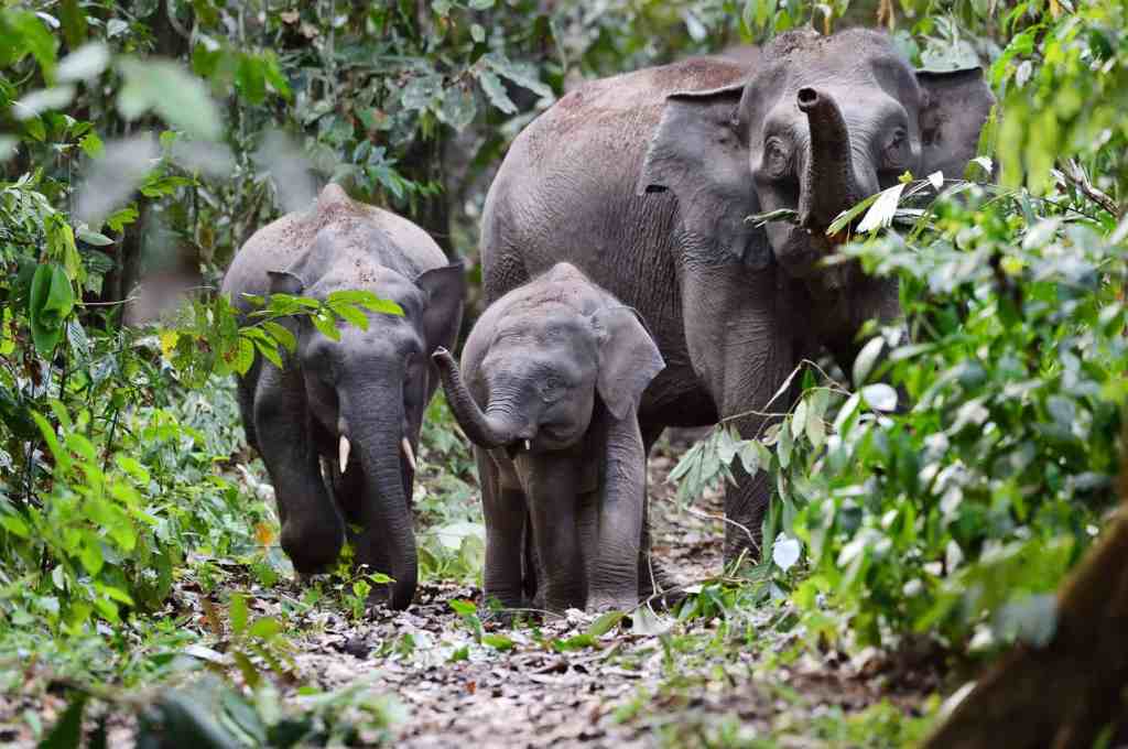 Pygmy elephant herd crossing a forest road — Danum Valley