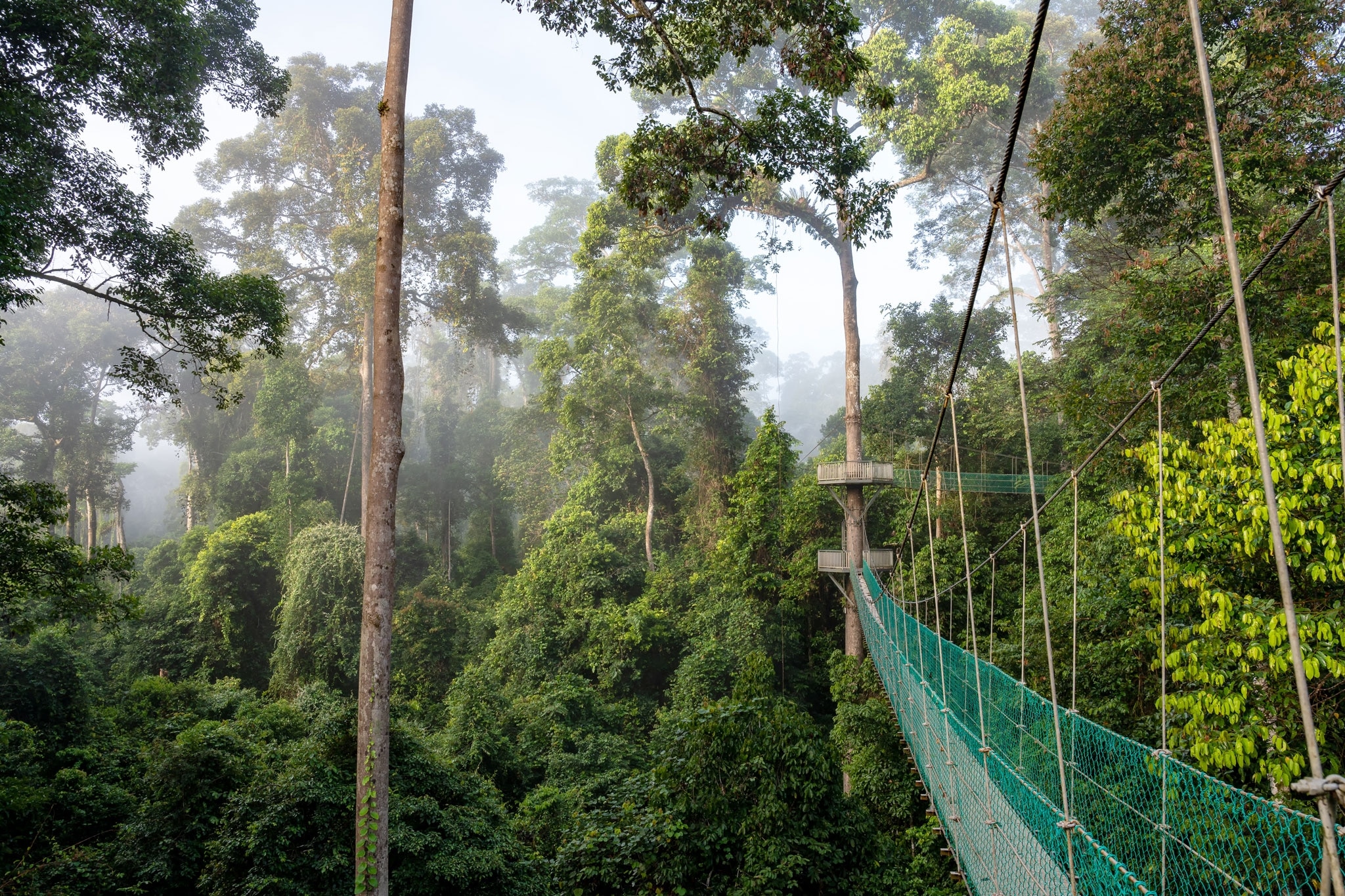 Rainforest ridgeline, deep interior Sabah — Danum Valley