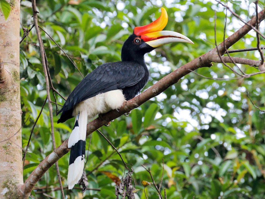 Rhinoceros Hornbill — Danum Valley, Sabah