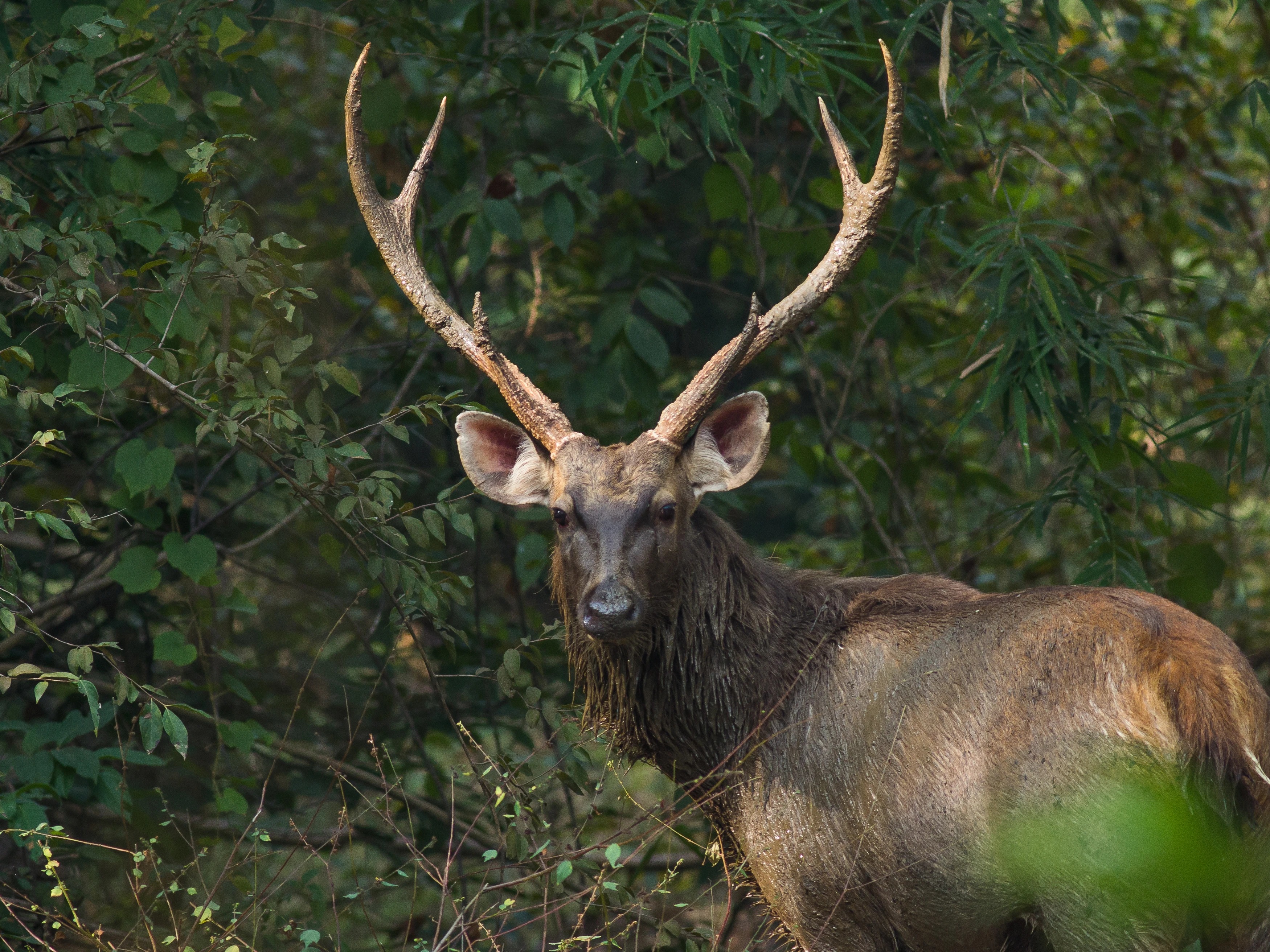 Sambar deer grazing on the grounds of Danum Valley Field Centre at dusk
