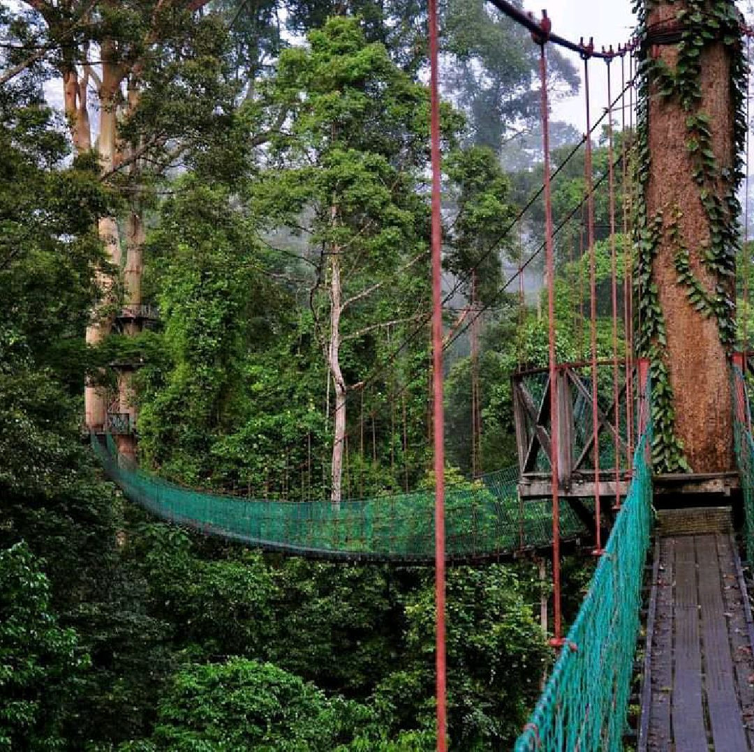 Suspension bridge over the Segama River at Danum Valley Field Centre