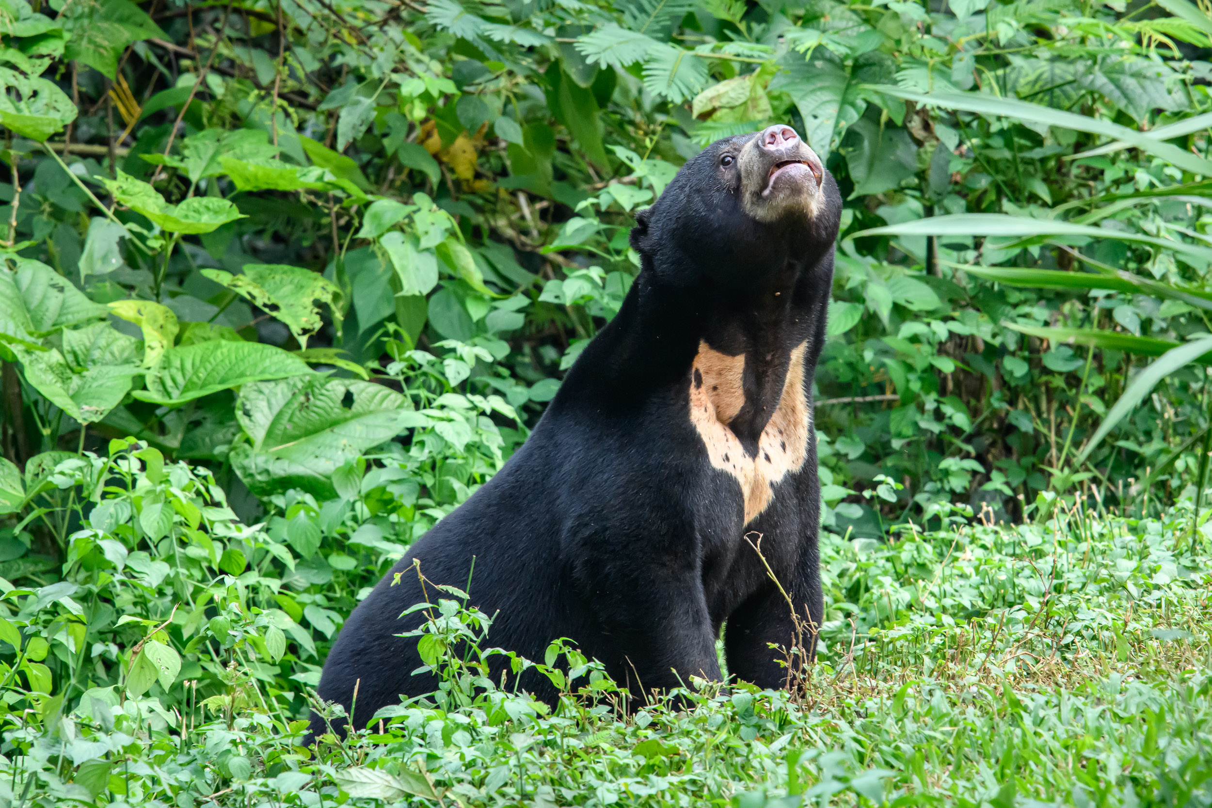 Sun Bear — Danum Valley, Sabah