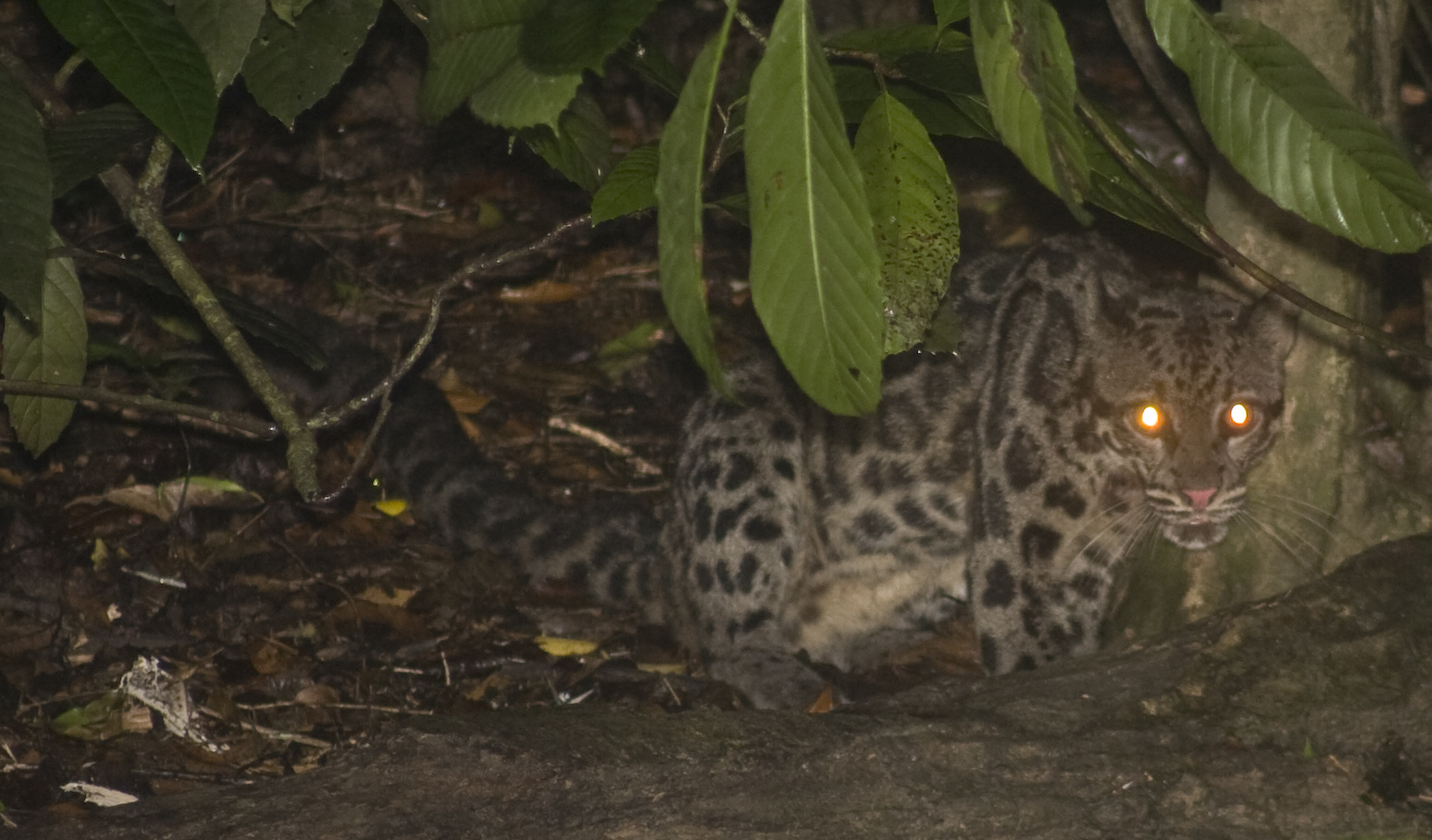 Sunda Clouded Leopard — Danum Valley, Sabah