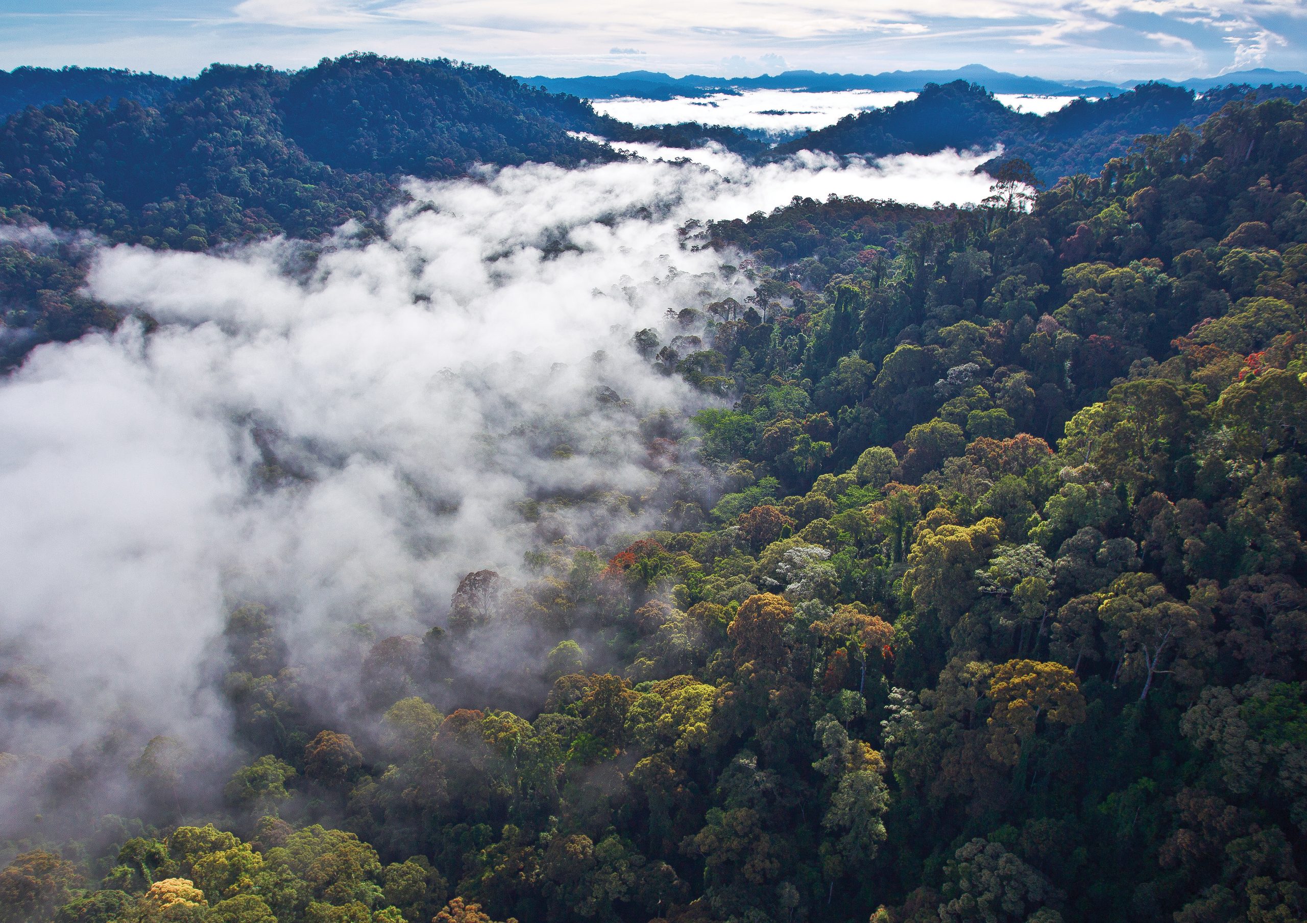 Trail conditions after rain, Danum Valley
