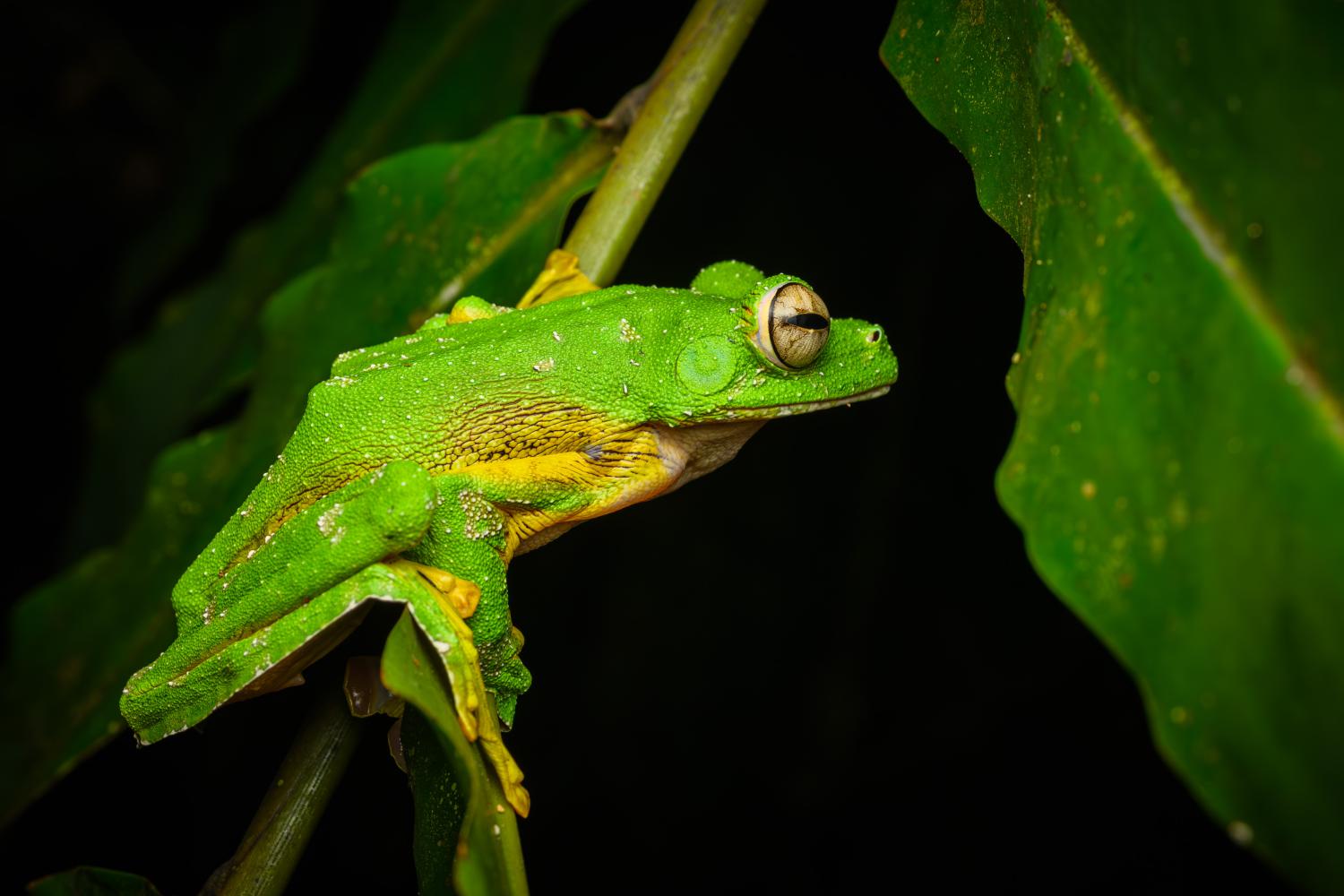 Wallace's flying frog on a leaf at night — Danum Valley