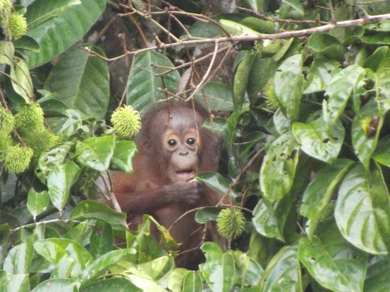 Wild orangutan in the Danum Valley canopy