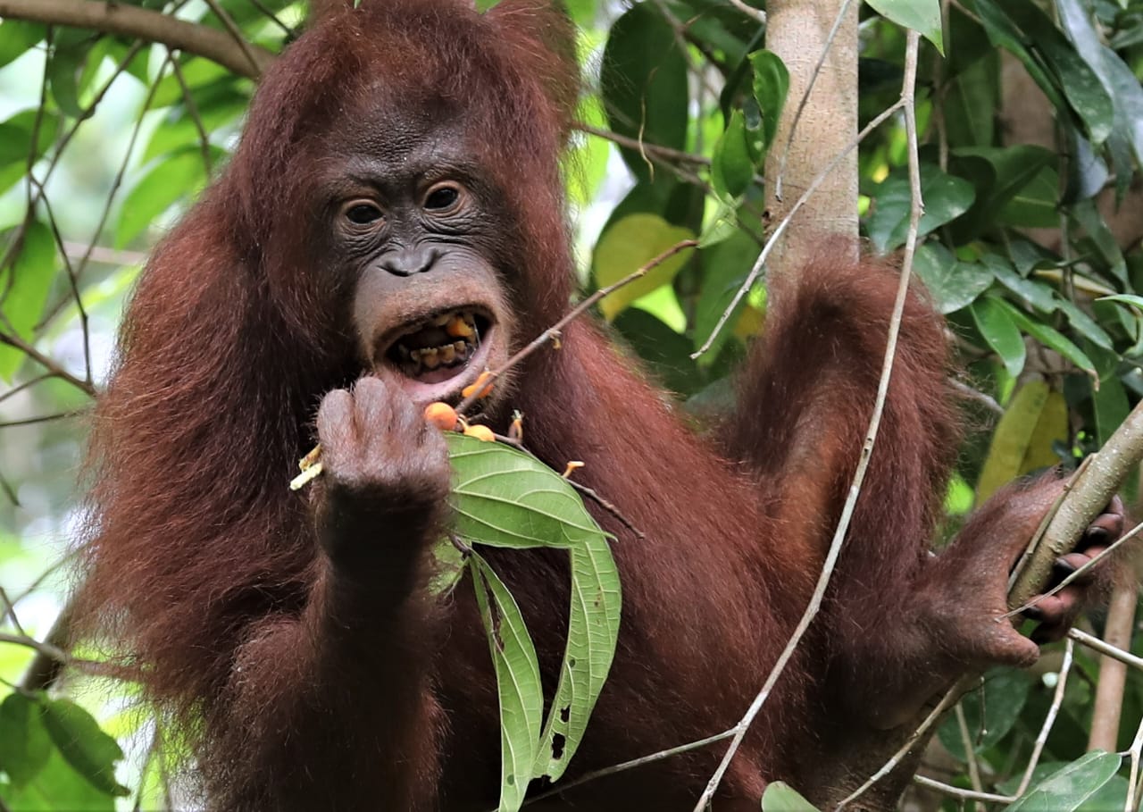 Wild orangutan feeding in a fig tree — Danum Valley