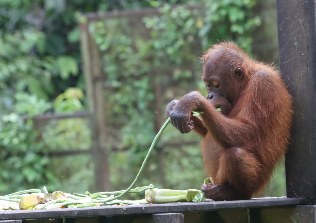 Young orangutan at Sepilok rehabilitation centre — Danum Valley